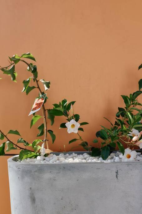 Vine Close Apartment Healesville Εξωτερικό φωτογραφία